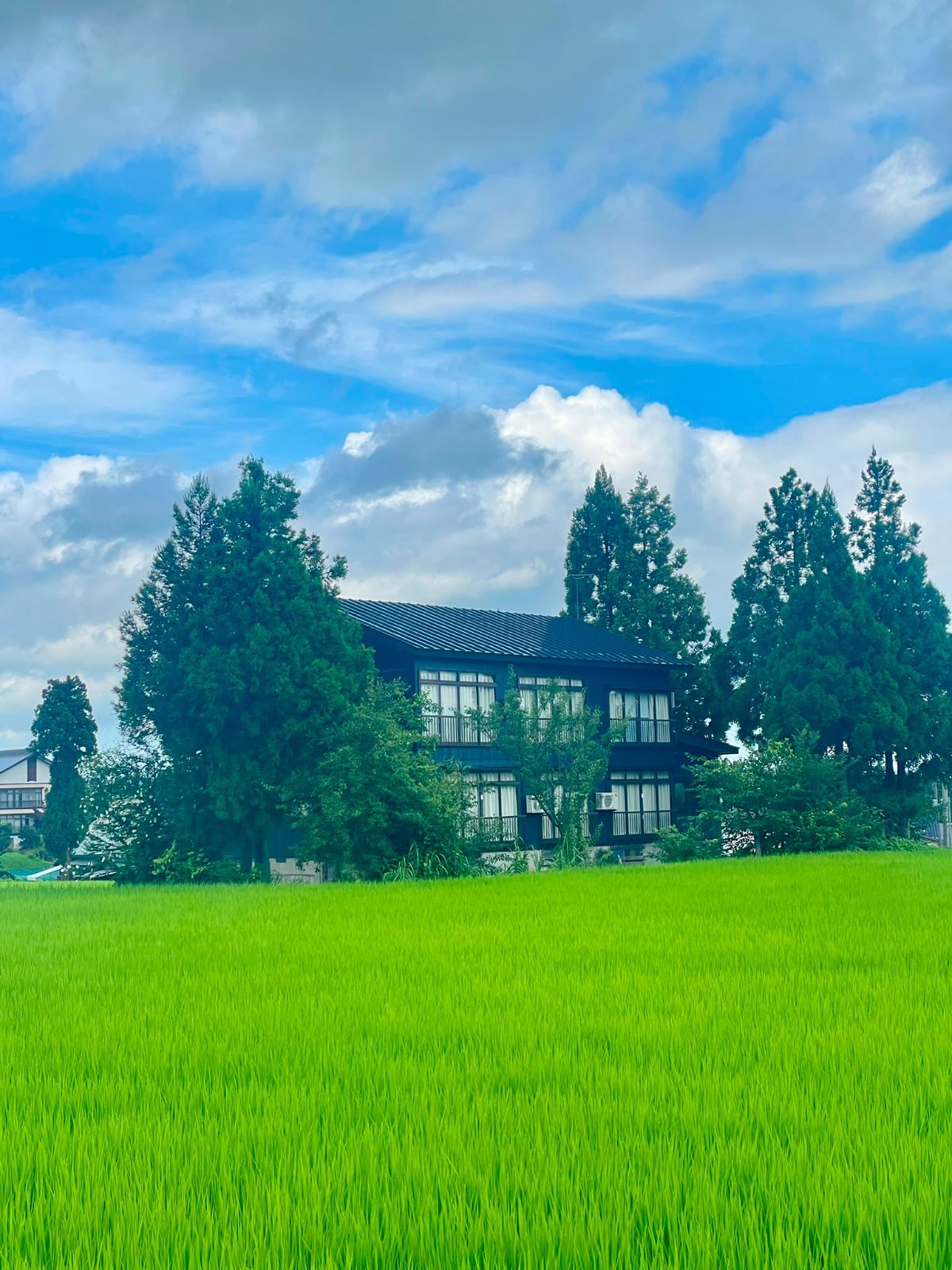 The lodge behind a flooded rice paddy in full summer green, cedars rising on either side.
